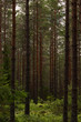 © Viktorishy - Pinetrees in a Swedish forest durin summer. Perfect place to hike alone and feel the power of nature.