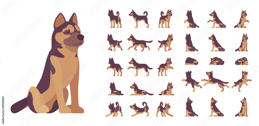 Shepherd dog set. Working breed, family pet, assistance, search service, rescue, police, and military help. Vector flat style cartoon illustration isolated, white background, different views, poses - obrazy, fototapety, plakaty 