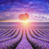 Fototapeta Lawenda - provance - beautiful, loving lavender landscape