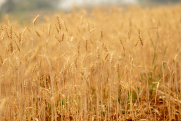 Wheat crop field. Ears of golden wheat close up. Ripening ears of wheat field background. Rich harvest Concept.