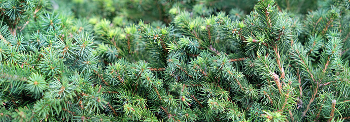 juniper tree branch texture green needle background. juniper branch pattern backdrop close up. everg