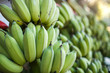 close up shot of banana bunches