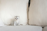 Fototapeta Koty - Cute kitten in home
