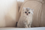 Fototapeta Koty - Cute lonely kitten