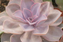 Close Up Of Pink Succulent Plant