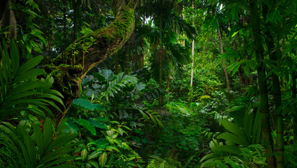 southeast asian rainforest with deep jungle
