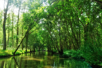 Marais Poitevin nature reserve in Charente Maritime