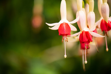 Colorful flowers in the morning, In various flower gardens