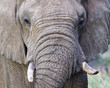 Bull elephant in Nambiti Game Reserve near Ladysmith in South Africa