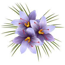 Blue Crocus Flowers (Crocus Sativus, Saffron Crocus), Vector Illustration Isolated On White Background.