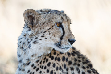 Wall Mural - Portrait of a cheetah in Tiger Canyons Game Reserve in South Africa