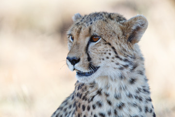 Wall Mural - Portrait of a cheetah in Tiger Canyons Game Reserve in South Africa