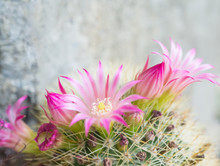 Pink Cactus Flower Blooming In Pot At Cactus Garden,Mammillaria Scrippsiana,Eriocactus Leninghausii