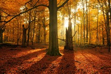 Sun Shining Through Old Beech (Fagus Sp.) Trees In Former Wood Pasture, Autumn, Backlight, Reinhardswald, Sababurg, Hesse, Germany, Europe