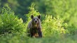 © imageBROKER - Brown bear (Ursus arctos), running through a young spruce culture, Mal· Fatra, Little Fatra, Slovakia, Europe