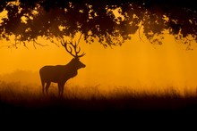Red Deer (Cervus Elaphus), Stag Standing In A Woodland At Sunrise, Surrey, England, United Kingdom, Europe