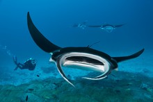 Diver Observing Reef Manta Ray (Manta Alfredi), Coral Reef, Indian Ocean, Maldives, Asia