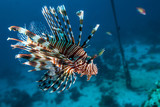 Fototapeta Do akwarium - Common Lionfish (Turkeyfish, Red Lionfish) - Pterois volitans