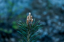 The Pine Tips Of Conifer Trees Jn Plana Mountain Bulgaria