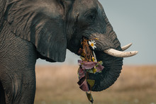 Side View Of Elephant Grazing Grass