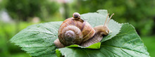 A Big Snail Crawls On A Green Leaf And A Small Snail Crawling On It With A Baby With Beautiful Horns And A Shell Against The Green Bokeh Of The Forest