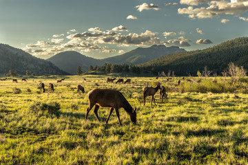 a herd of elk in a meadow by a forest, mountains and dramatic clouds in the background, rocky mounta