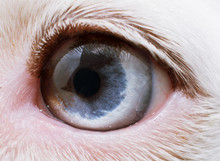Close-up Dog Puppy Blue Eye.