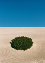 Geometry In Nature - Round Bush Growing In Desert Sand Dune