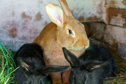 Red Haired Little Bunny Rabbit With Black Bunnies Sits In A Cage