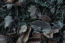 Frost On Autumn Leaves