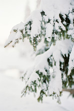 Pine Tree Branch Covered With Snow