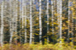 © Rialto Images/Stocksy - Abstract of aspen grove and leaves in autumn