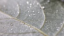 Transparent Drops Of Water On A Leaf With Streaks. Macro Photo Of Natural Background. Flat Lay