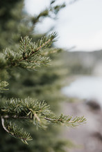 Pine Branches Near Mountain Lake