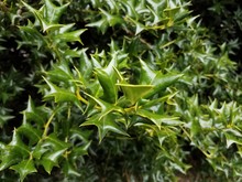 Green Spiky Sharp Holly Bush Or Plant
