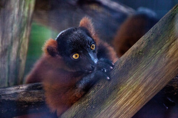 Wall Mural - Baby red ruffed lemur pup Varecia rubra cling to branches