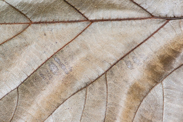 close up tree leaf in autumn