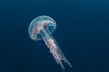 PROTEA BANKS, South Africa: Isolated Beautiful Jellyfish Medusa Swimming On Dark Blue Ocean