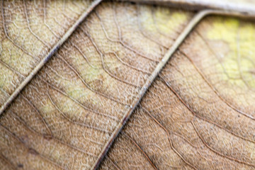 close up tree leaf in autumn