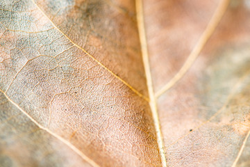 close up tree leaf in autumn
