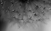 Macro Close-up View Of Dandelion Seeds With Water Drops. Black And White. Abstract Background.