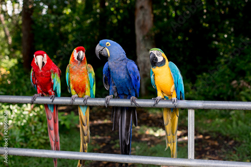 Tropical Birds in Maui, Hawaii