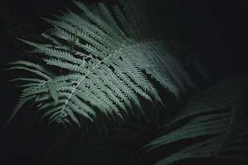 Poster - fern leaves nature botanic wallpaper