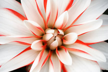 Details Of White, Pink And Red Dahlia Flower Macro Close Up Photography. Dahlia Floral Head In The Centre As Abstract Intricate Floral Patterns With Pink Stripes.