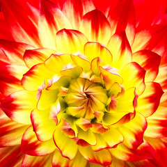 Red, orange and yellow flame colors dahlia flower with yellow center close up macro photo. Photo emphasizing bright reddish colours and abstract geometric floral pattern details. Square format.