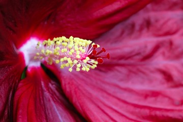 Wall Mural - Detail of red, pink and purple hibiscus tropical flower (genus “Hibiscus”) macro close-up photo with soft focus and shallow depth of field.