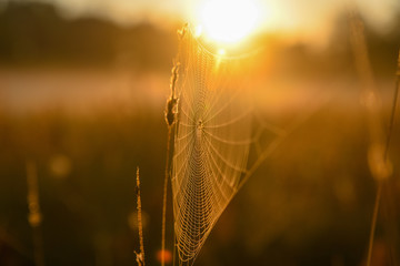 grass and sun and web
