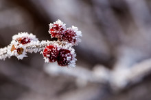 Wild Plants Under Winter Ice And Snow