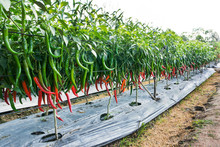 Chili Farming. Green And Red Chili At Farm Background