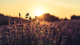 Fototapeta Natura - Sunset over lavender field
